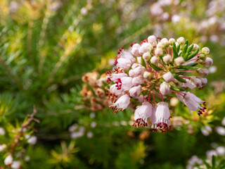 Macro of bell-shaped, white, pink and red-purple flowers of Cornish heath or wandering heath (Erica vagans) 'Lilacina' in summer and autumn