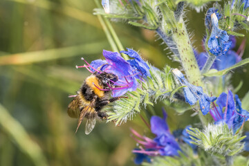 Blühende Blume mit blauer Blüte im Frühling auf einer Garten Wiese mit Hummel die Honig sammeln, Deutschland