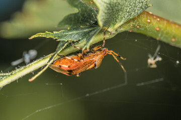 Ein braun rot orange gefärbter Weichkäfer hängt an einem Stiel  einer Pflanze im Garten in freier Natur, Deutschland