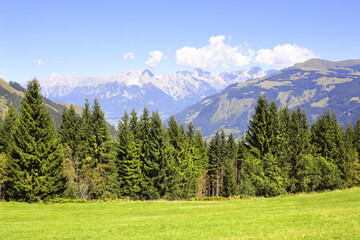 Alps mountains in Tirol, Austria. View of idyllic mountain scenery in Alps with green grass and fur-trees on sunny day