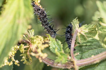Schwarze Raupe eines Tagpfauenauge auf einem grünen Blatt der Brennnessel im Garten in freier Natur, Deutschland.