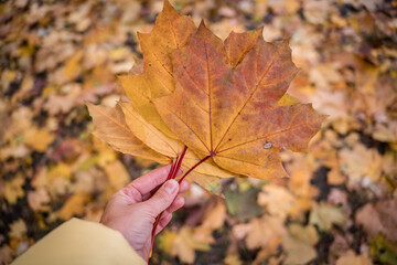 Bright and colorful autumn leaves