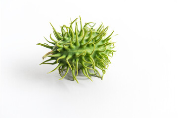 Small prickly cucumber fruits on white background.