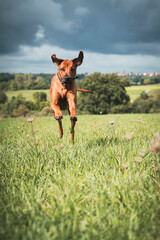 rhodesien ridgeback springt über ein Feld. Hund auf der Wiese. Jagdhund 