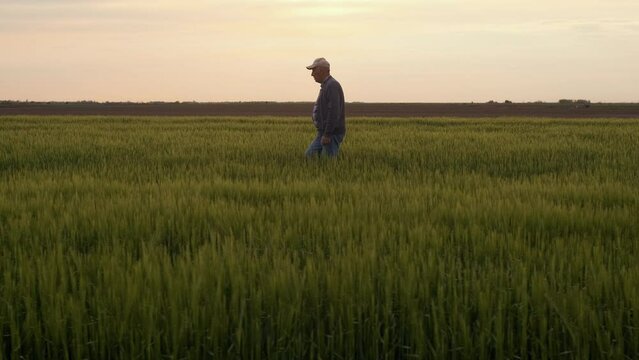 Senior farmer walking in barley field examining crop at sunset.