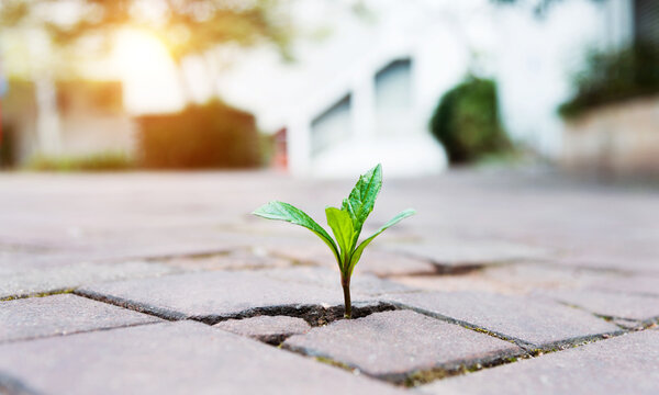 Small Plant Tree Growing On Cracked Street