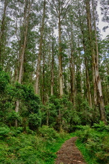 Most species of Eucalyptus are native to Australia, and every state and territory has representative species. About three-quarters of Australian forests are eucalypt forests
