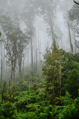 Obraz premium Most species of Eucalyptus are native to Australia, and every state and territory has representative species. About three-quarters of Australian forests are eucalypt forests