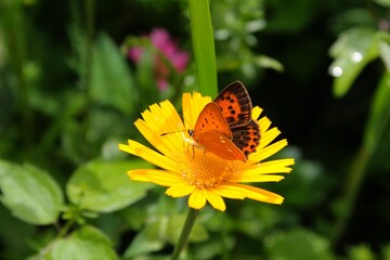 Big butterfly with wonderful wings on yellow flower