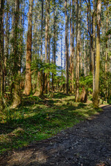 Obraz premium Most species of Eucalyptus are native to Australia, and every state and territory has representative species. About three-quarters of Australian forests are eucalypt forests