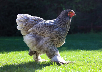 Big grey Hen in grass