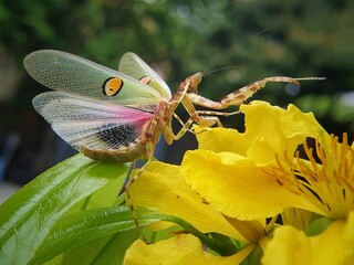 Combination of insects of bee butterfly dragonfly rare footage