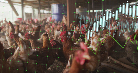 Image of financial data processing over chickens at farm