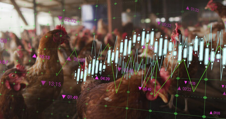 Image of financial data processing over chickens at farm