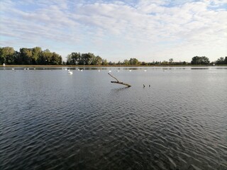 swans on the lake