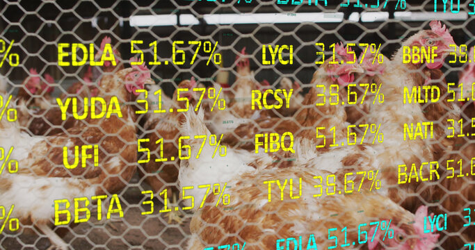 Image of financial data processing over chickens at farm
