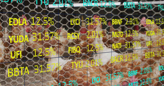 Image of financial data processing over chickens at farm