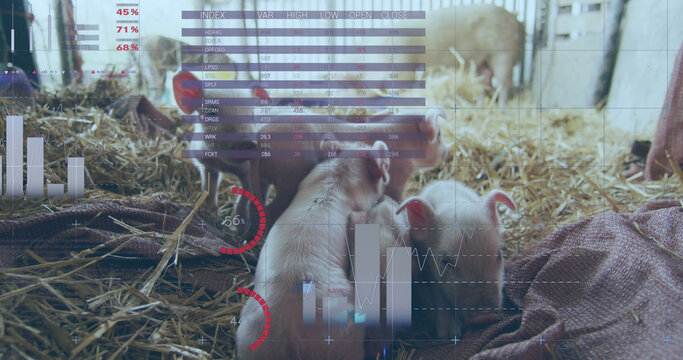 Image of financial data processing over pigs at farm