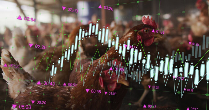Image of financial data processing over chickens at farm