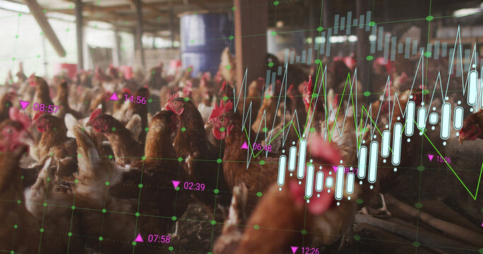 Image of financial data processing over chickens at farm
