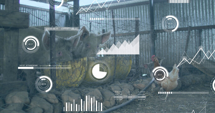 Image of financial data processing over chickens and pigs at farm