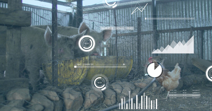 Image of financial data processing over chickens and pigs at farm