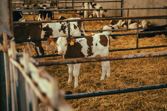 Calves amidst railings inside stable