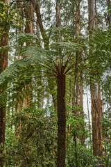 Yarra Ranges National Park is located in the Central Highlands of Australia's southeastern state Victoria, 107 km northeast of Melbourne. Established in 1995, the park features a carbon-rich, 