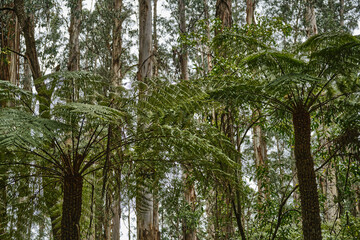 Yarra Ranges National Park is located in the Central Highlands of Australia's southeastern state Victoria, 107 km northeast of Melbourne. Established in 1995, the park features a carbon-rich, 