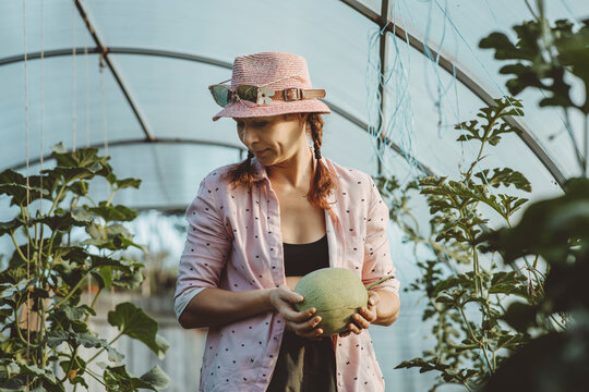 Mature farmer holding cucumis melon in greenhouse