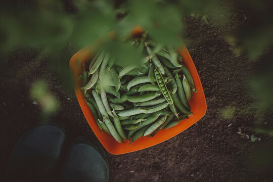 Ripe green peas in container