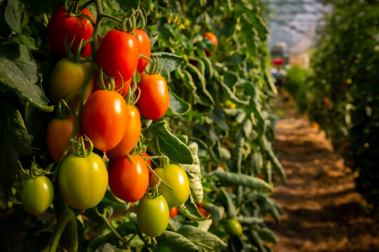 Juicy plum tomatoes in greenhouse