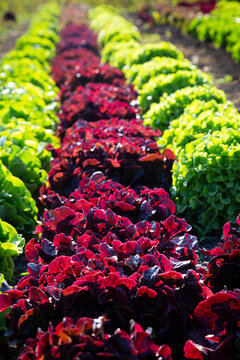 Green and red lettuce on field