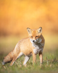 Naklejka na ściany i meble Fox Vulpes vulpes in autumn scenery, Poland Europe, animal walking among autumn meadow in amazing warm light