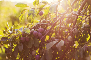 Plum tree on sunny day