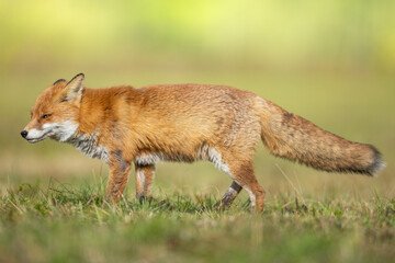 Fox Vulpes vulpes in autumn scenery, Poland Europe, animal walking among autumn meadow in amazing warm light