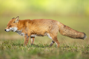 Fototapeta premium Fox Vulpes vulpes in autumn scenery, Poland Europe, animal walking among autumn meadow in amazing warm light