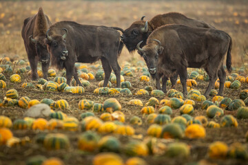 Herd of bisons from the Knyszyn Forest in a field with pumpkins, September Mammals - European bison Bison bonasus in autumn time, Knyszynska Forest, North-Eastern part of Poland © Marcin Perkowski