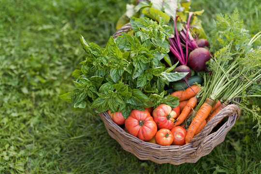 Fresh Vegetables In Basket On Grass