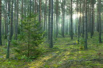 Misty autumn forest. Early autumn in misty forest. Morning fog in autumn forest Poland Europe 