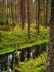 brook in a deep moody pine forest. river flow in a woods
