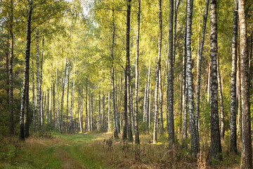 Misty autumn forest. Early autumn in misty forest. Morning fog in autumn forest Poland Europe 