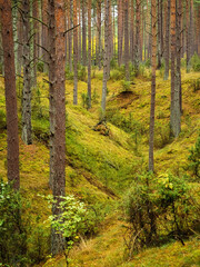 Fototapeta premium ravine in old deep pine woodland in autumn season
