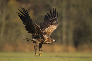 Majestic predator White-tailed eagle, Haliaeetus albicilla in Poland wild nature