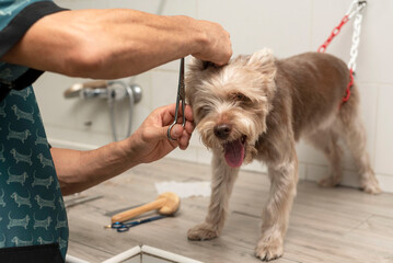 cutting the hair to the dog in the canine hairdresser