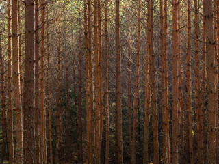 autumn pine tree deep forest, moody woods, fall season weather