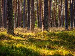 autumn pine tree deep forest, moody woods, fall season weather