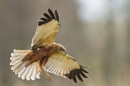 Birds of prey - Marsh Harrier male Circus aeruginosus hunting time