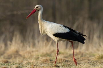 Fototapeta premium A white stork Ciconia ciconia walking among green meadow Poland Europe