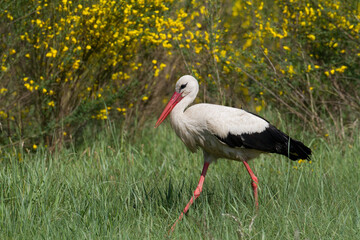 A white stork Ciconia ciconia walking among green meadow Poland Europe